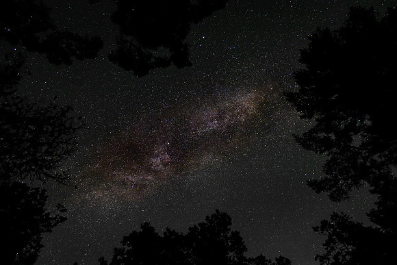 Milkyway in the forest