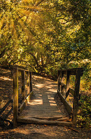Bridge at Sunrise in Las Trampas Wilderness Reserve
